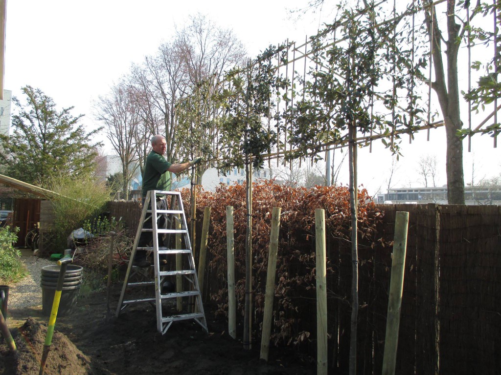 Leibomen brengen meer privacy in uw tuin